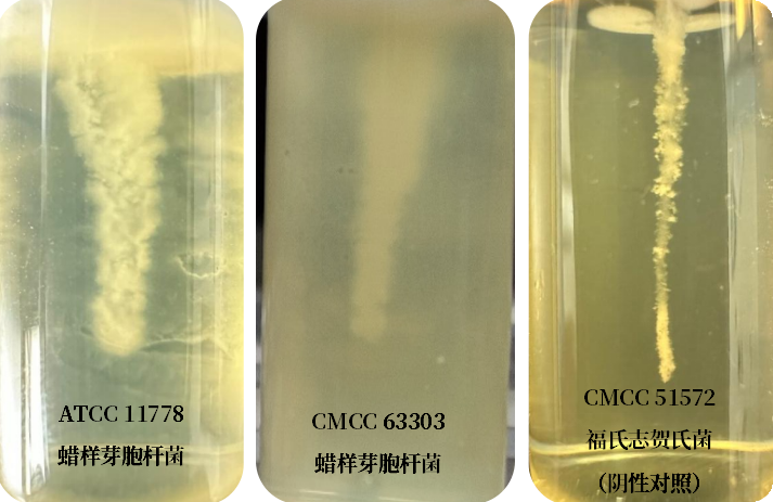 誰是芽胞桿菌中的“運動健將”？