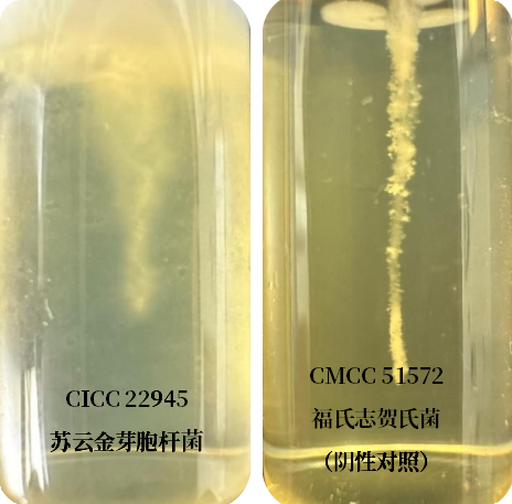 誰是芽胞桿菌中的“運動健將”？